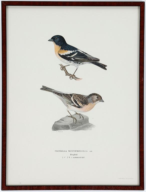 LITOGRAFIER, 12 stycken, ur "Svenska fåglar", Magnus och Wilhelm von Wright, A Börtzells, 1900-talets första hälft.