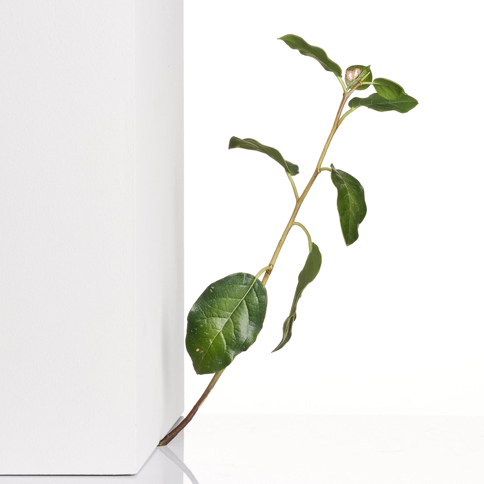 Tony Matelli, "Weed #424".