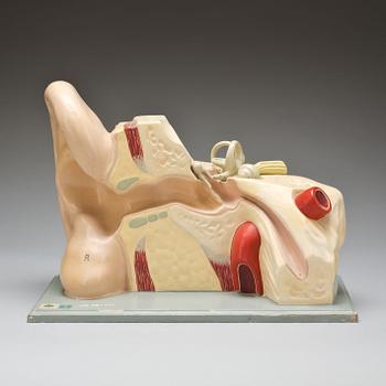 ANATOMISKA MODELLER, 3 st, 1900-tal.