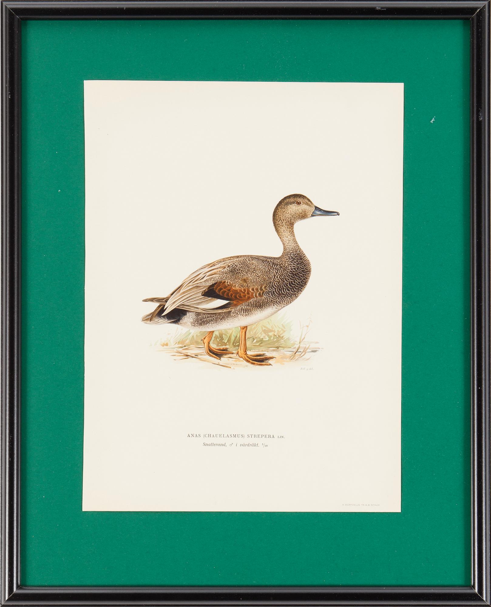 LITOGRAFISKA TRYCK, 6 st, ur M och W von Wrights "Svenska fåglar", A. Börtzells, Stockholm, 1917-29.