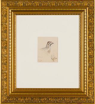 Wilhelm von Wright, Järpe.