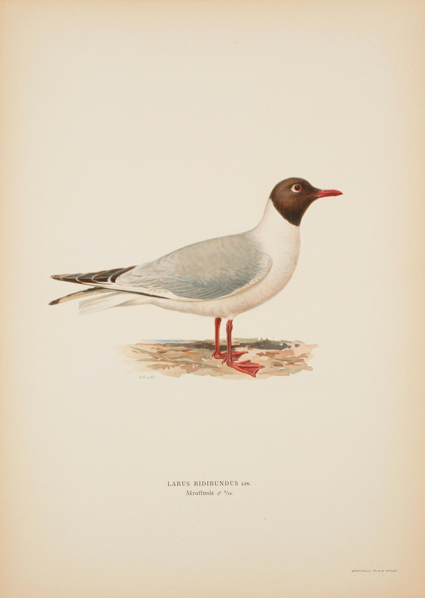 LITOGRAFISKA TRYCK, 50 st, ur M och W von Wrights "Svenska fåglar", A. Börtzells, Stockholm, 1900-talets första hälft.