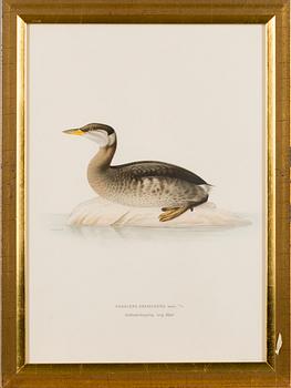 LITHOGRAPHS, 5 pcs, after Wilhelm von Wright and Bror Hallberg. A. Börtzell, Stockholm.