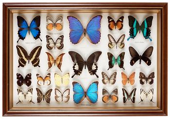 17. A framed collection of butterflies.