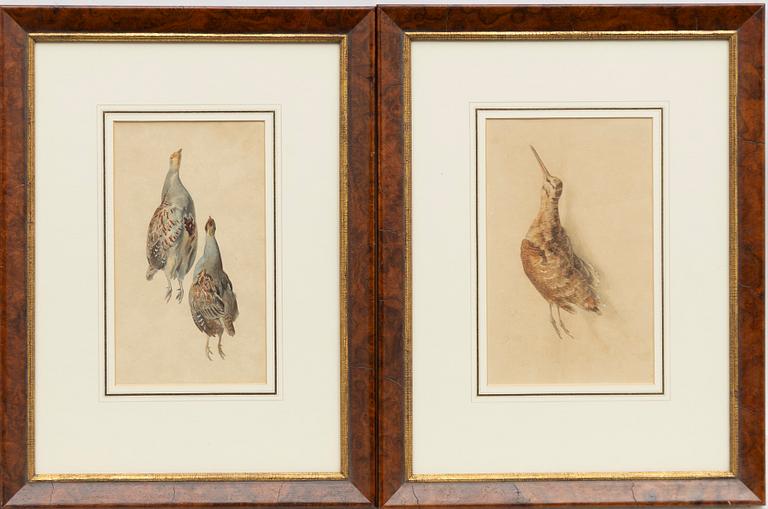 Unknown artist, likely Germany, watercolours, 2 pcs, bird studies, 19th century.