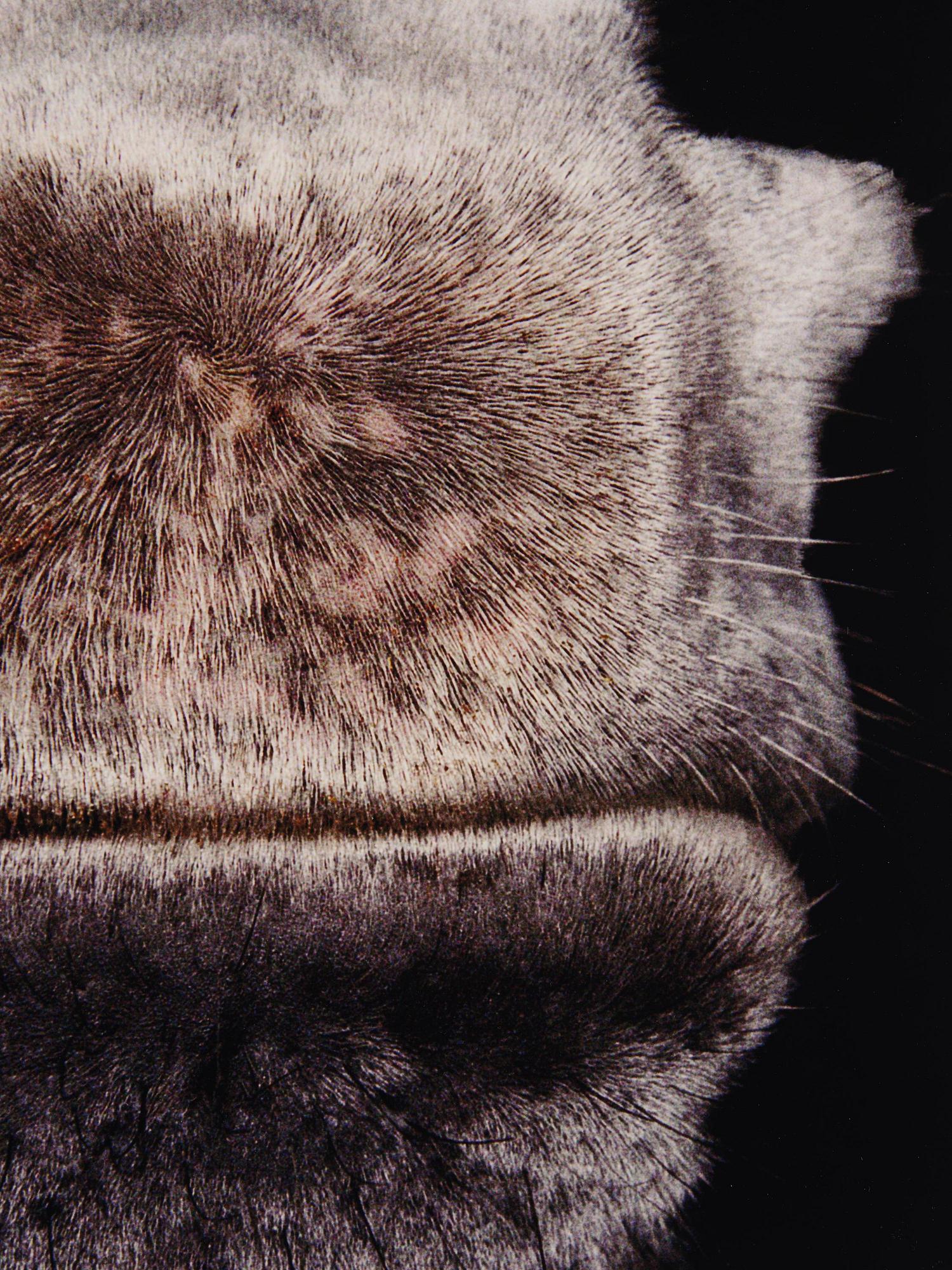 Pernilla Zetterman, "Untitled No 8", 2003.