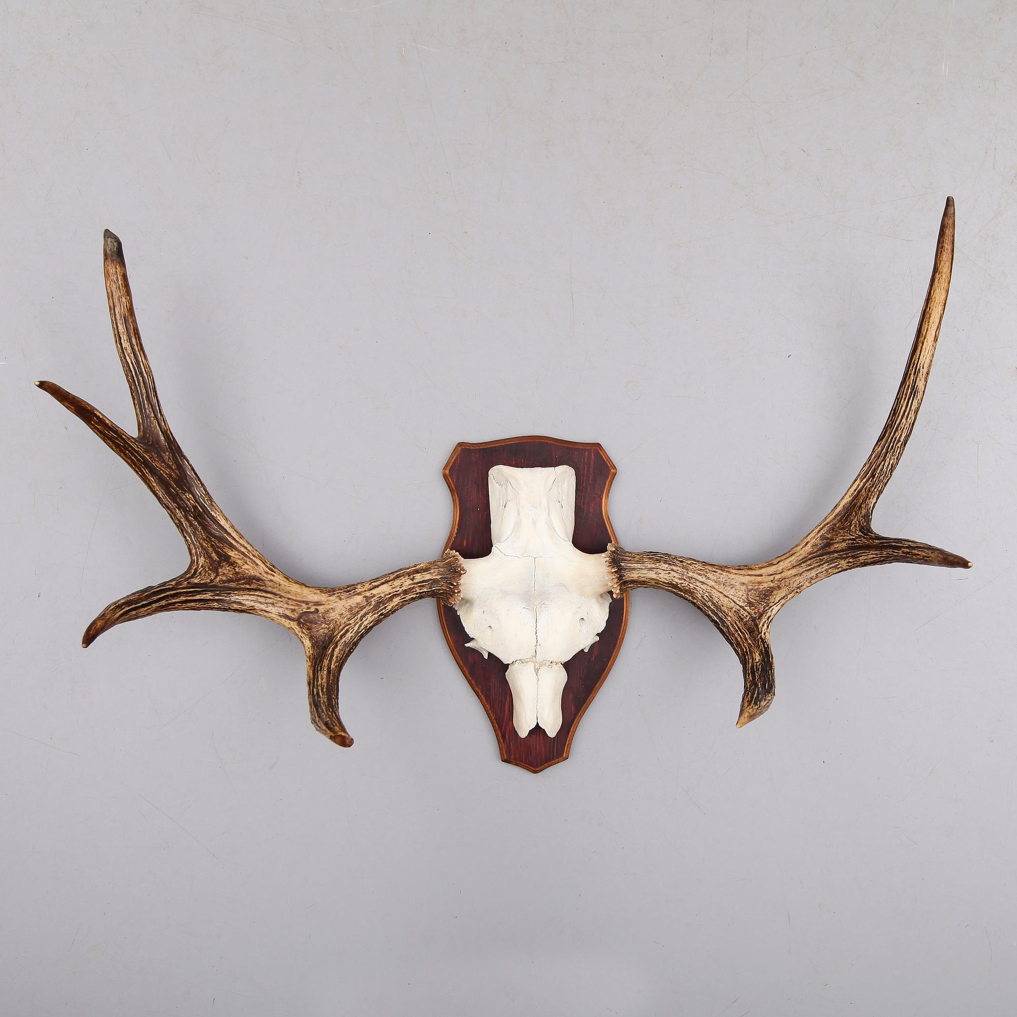 JAKTTROFÉ, 1900-tal.