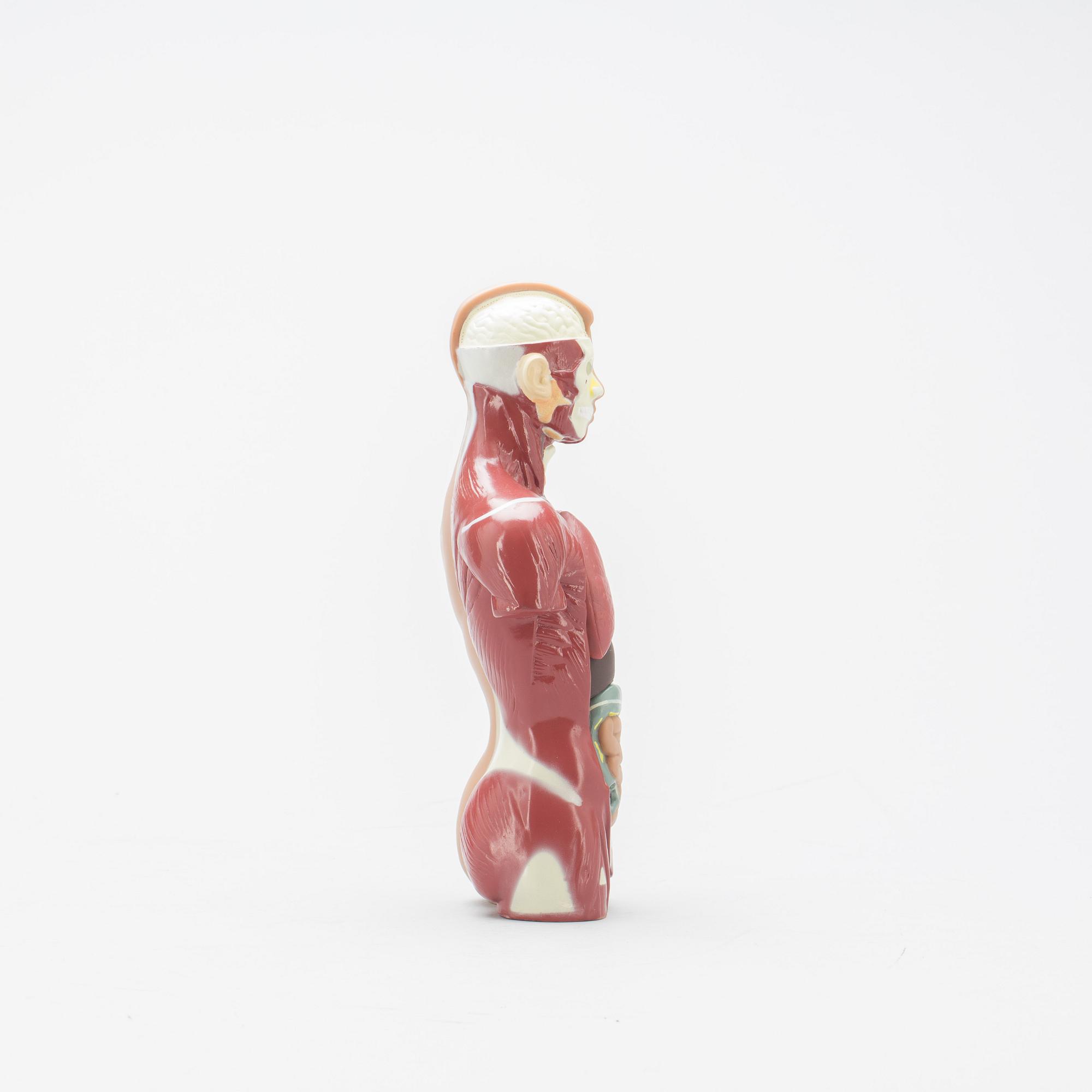 ANATOMISK MODELL, 1900-talets slut.