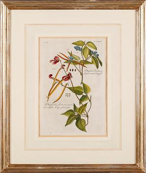 GRAVYRER, 2 st, kolorerade, 1700-/1800-tal.