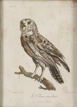 Claude Fessard, Ugglor ("Le Huhul";"Le Chou cou hou""), ur: "Histoire naturelle des oiseaux d'Afrique" (Francois Levaillant).