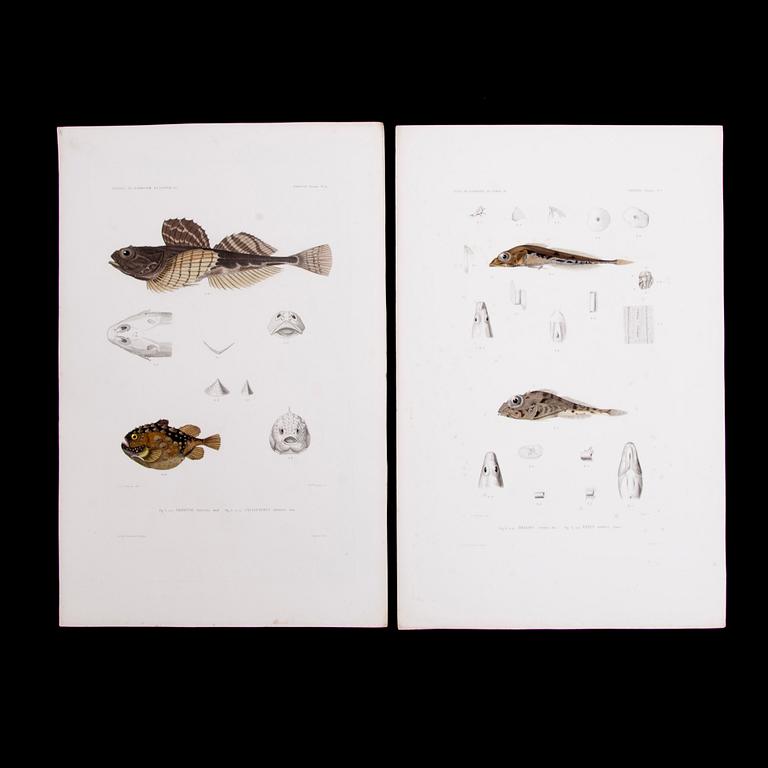 KROMOLITOGRAFIER, 20 st, 1800-talets första hälft.