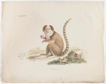 KOLORERADE LITOGRAFIER, 2 st, apor, 1800-talets första hälft.