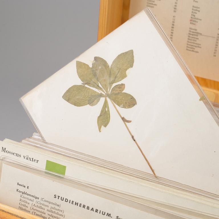 A Herbarium from Norstedts, second half of the 20th Century.