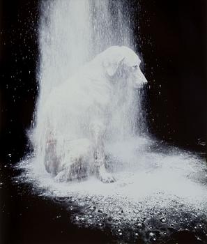 William Wegman, "Dusted".
