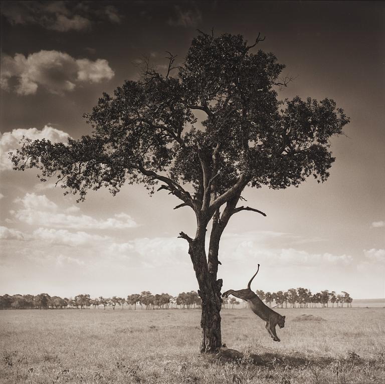 Nick Brandt, "Lion Jumping from Tree, Masai Mara", 2008.