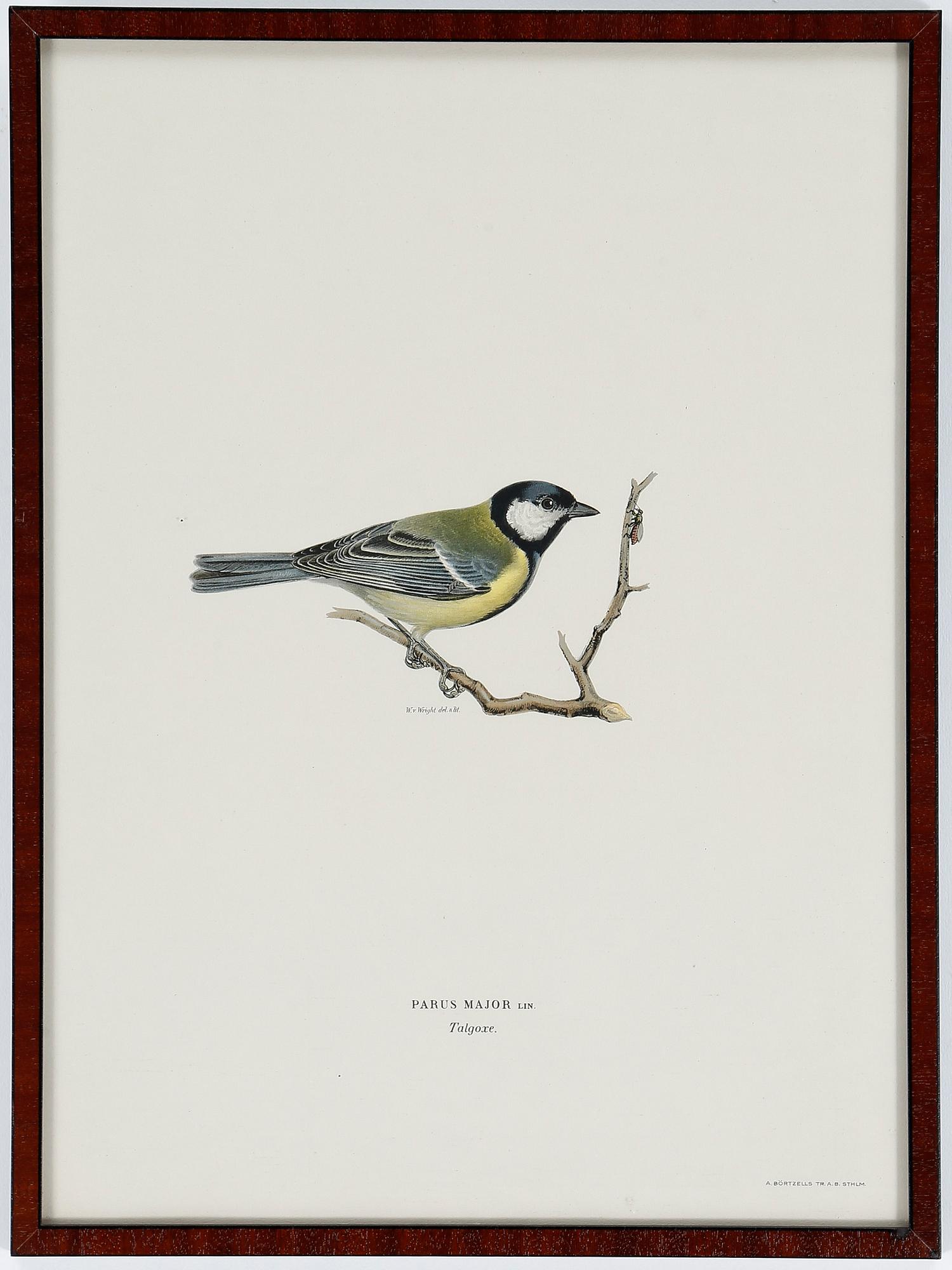 LITOGRAFIER, 12 stycken, ur "Svenska fåglar", Magnus och Wilhelm von Wright, A Börtzells, 1900-talets första hälft.