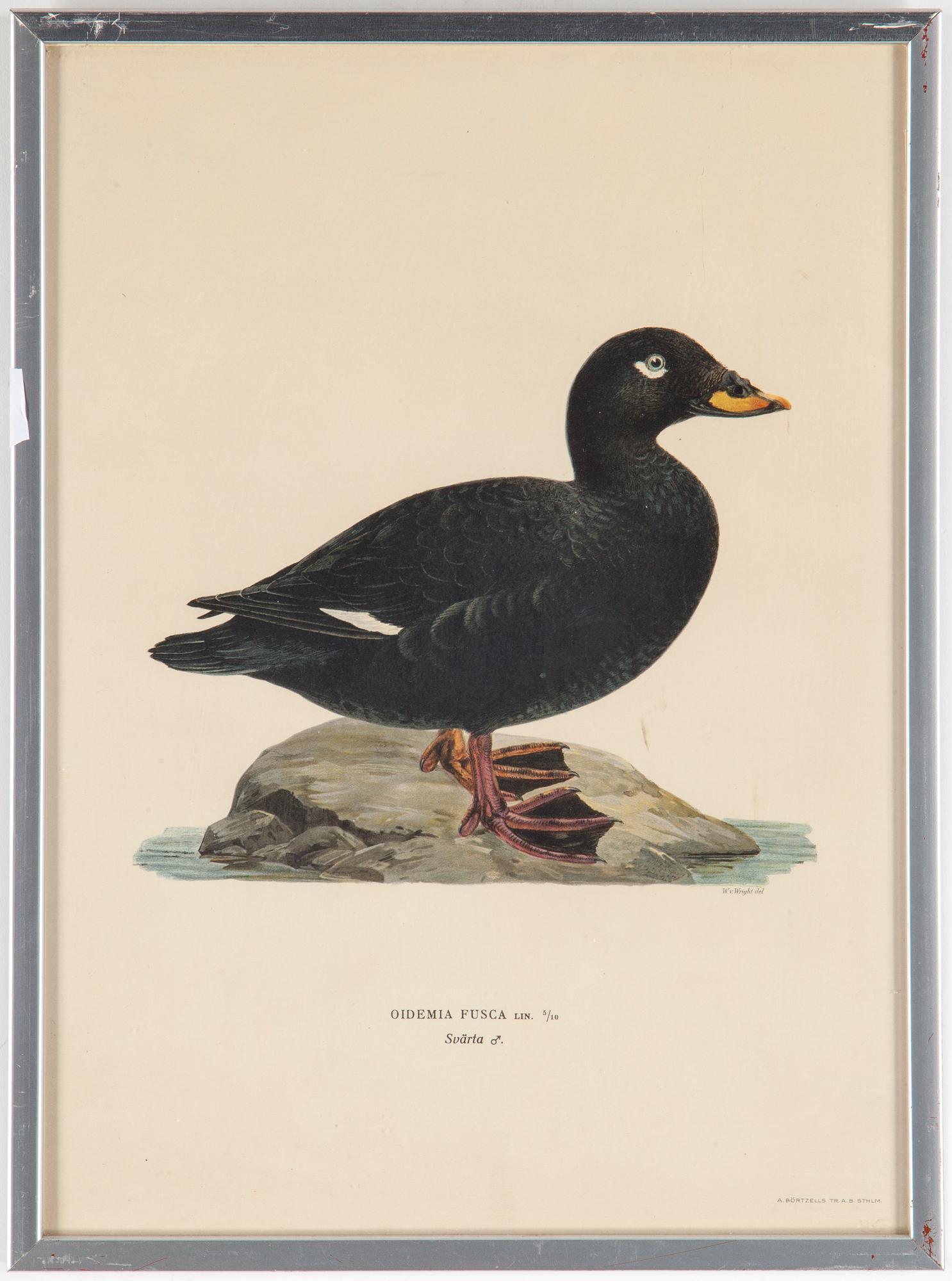 LITOGRAFISKA TRYCK, 10 styck, ur M och W von Wright, Svenska fåglar. Utgivna av A Börtzells.