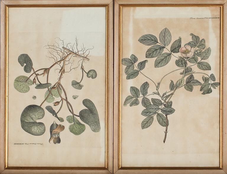 GRAVYRER, 8 st, ur Flora Danica, 1800-tal.