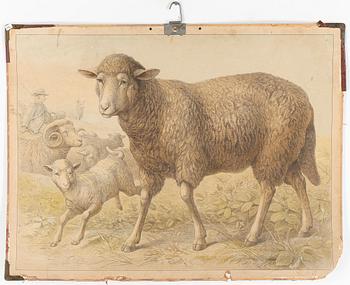 SKOLPLANSCHER, 3 st, 1900-talets första hälft.