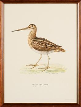 LITOGRAFISKA TRYCK, 13 st, ur von Wrights "Svenska fåglar", A. Börtzells, Stockholm.