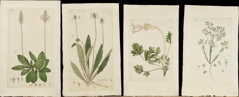 JOHAN PALMSTRUCH,  "Svensk Botanik" 5 häften med 72 st koppargravyrer, ca 1823-1830.