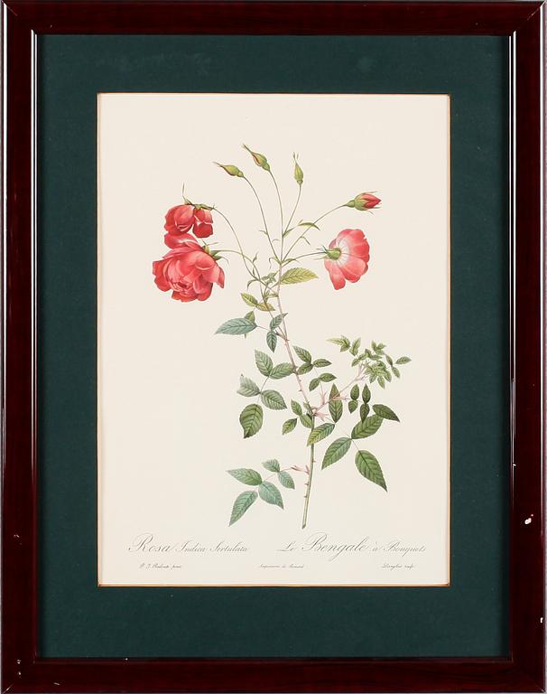 TAVLOR, 5 st, efter Redouté, tryck, 1900-talets andra hälft.