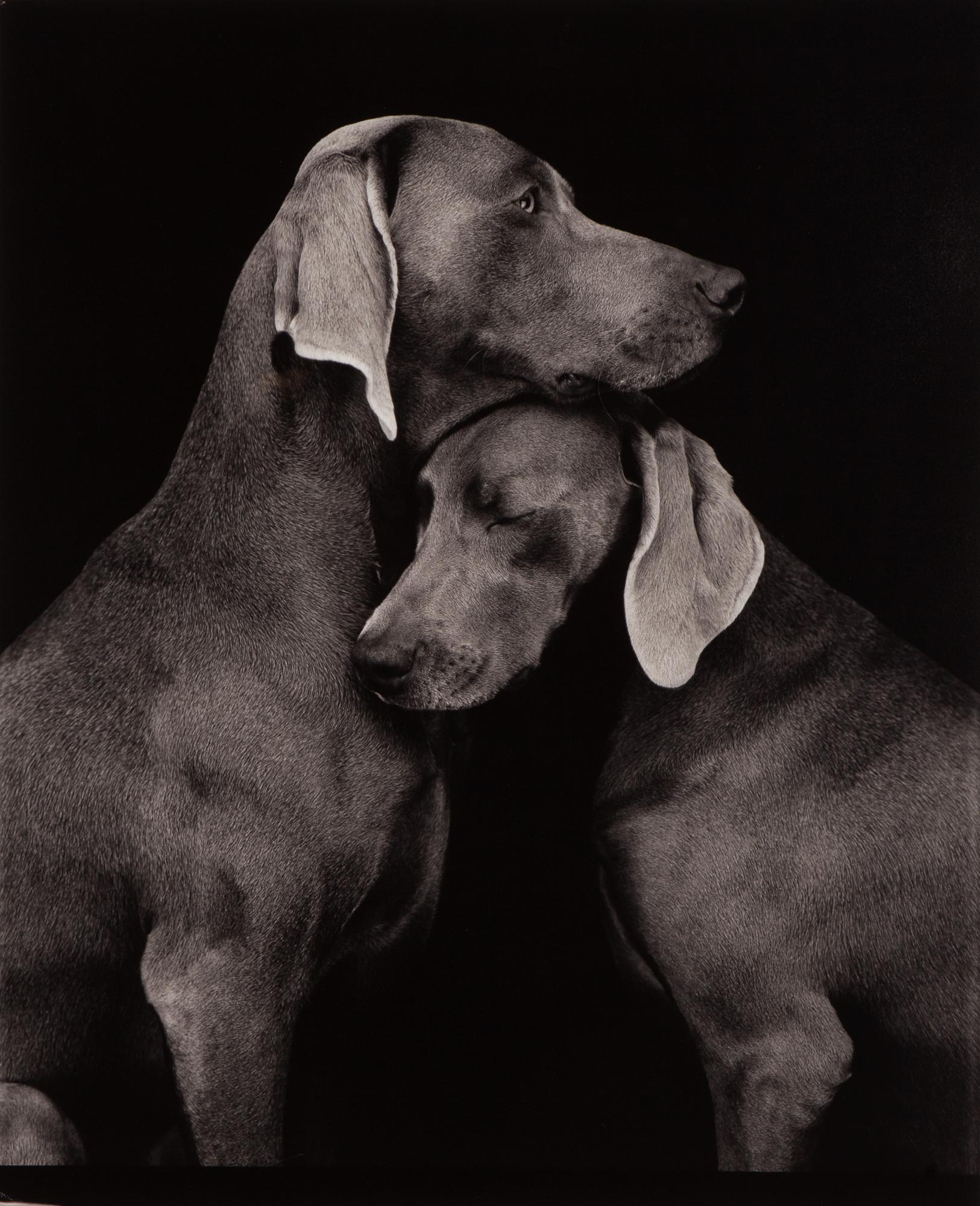 William Wegman, "Friends".