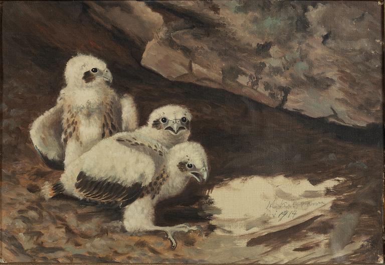 Matti Karppanen, Golden eagle chicks.