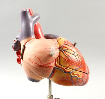 MODELLHJÄRTA. Somso, West Germany. 1900-tal.