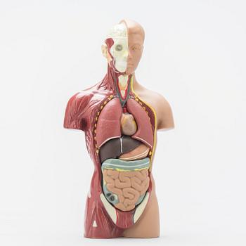 ANATOMISK MODELL, 1900-talets slut.