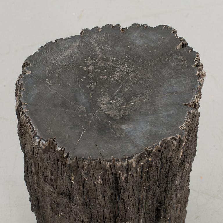 A FOSSILLISED WODDEN TREE.