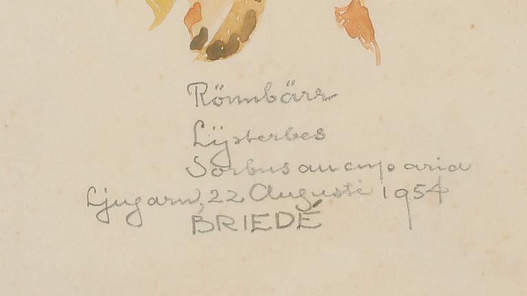 JOHAN BRIEDÉ, akvarell, sign Ljugarn augusti 1954.