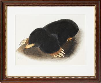 Ilon Wikland, The Mole.
