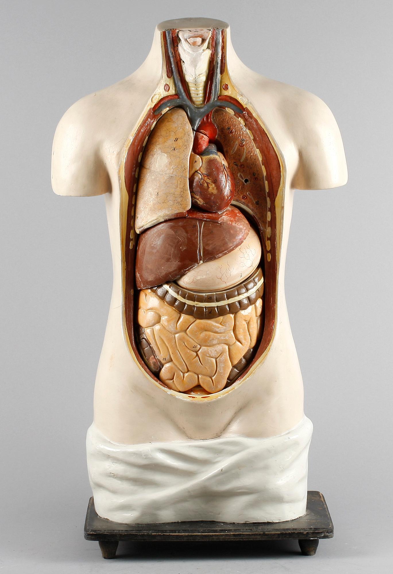 ANATOMISK TORSO, 1900-tal. Hårdplast.