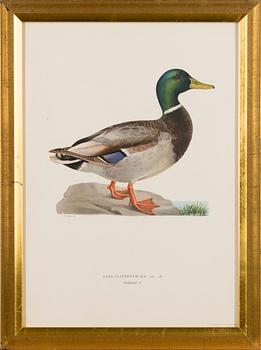 LITOGRAFIOITA, 5 kpl, Wilhelm von Wrightin ja Bror Hallbergin mukaan. A. Börtzell, Tukholma.