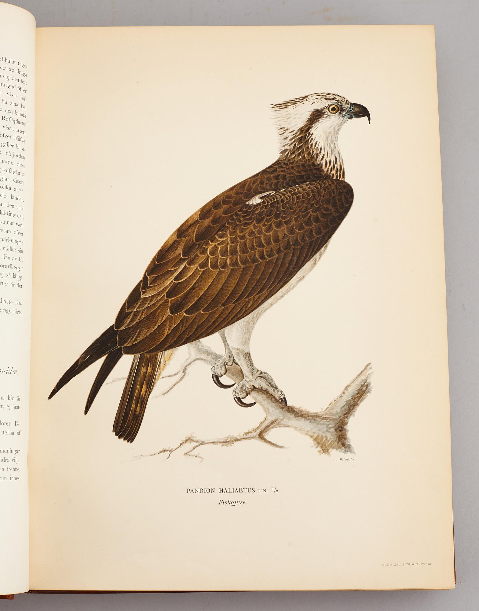 A set of three books about Swedish birds by von Wright. 1927.