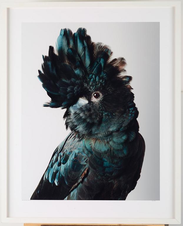 Leila Jeffreys, "Pete Red-Tailed Black Cockatoo", 2012.