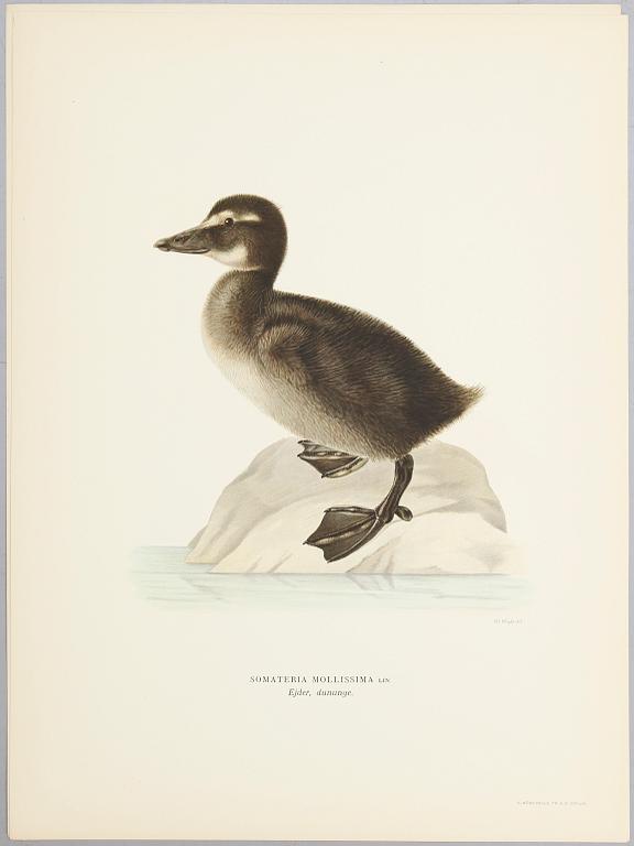 LITOGRAFISKA TRYCK, ca 30 st, ur M och W von Wright, Svenska fåglar.