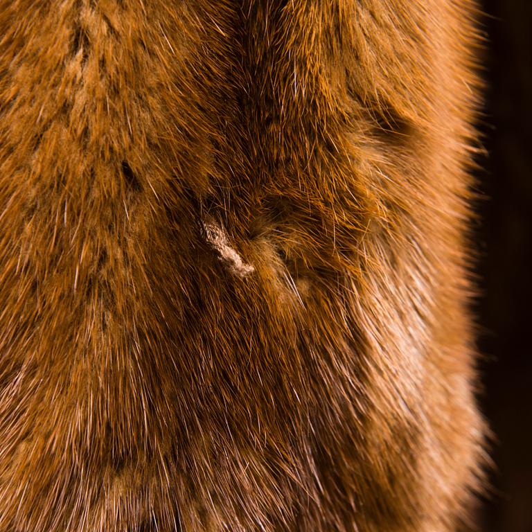 PÄLS av Benjamin Fourrures, Lausanne Geneve.