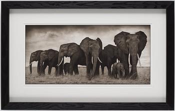 Nick Brandt, "Elephants Resting, Amboseli, 2007".