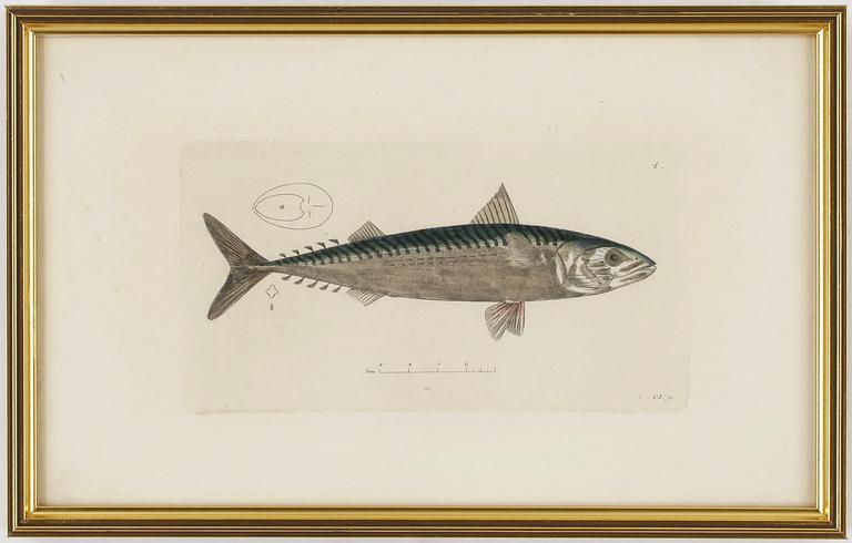 KOPPARSTICK, 26 st. Ur "Svensk Zoologi", av J W Palmstruch.