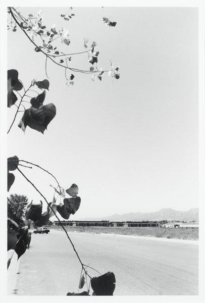 Robert Adams, "Cottonwood Leaves, Boulder County, Colorado", 1988.