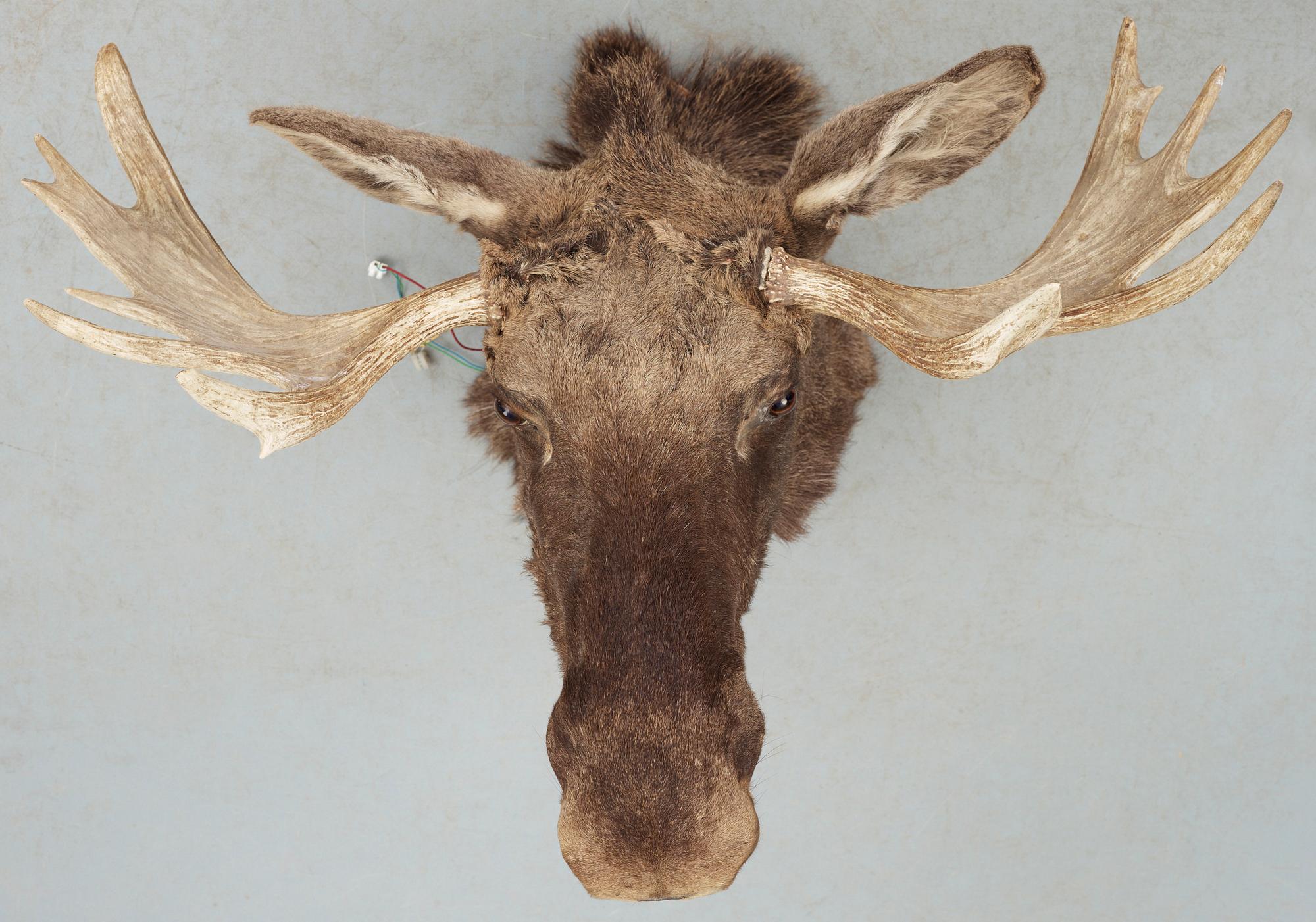 JAKTTROFÉ, älghuvud, Sverige, 1900-talets andra hälft.