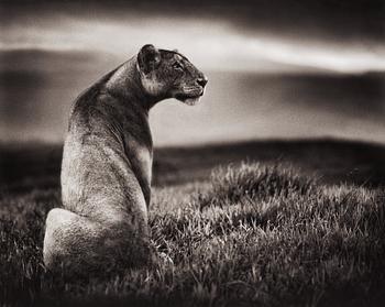 17. Nick Brandt, "Crater Lioness, Ngorongoro Crater, 2000".