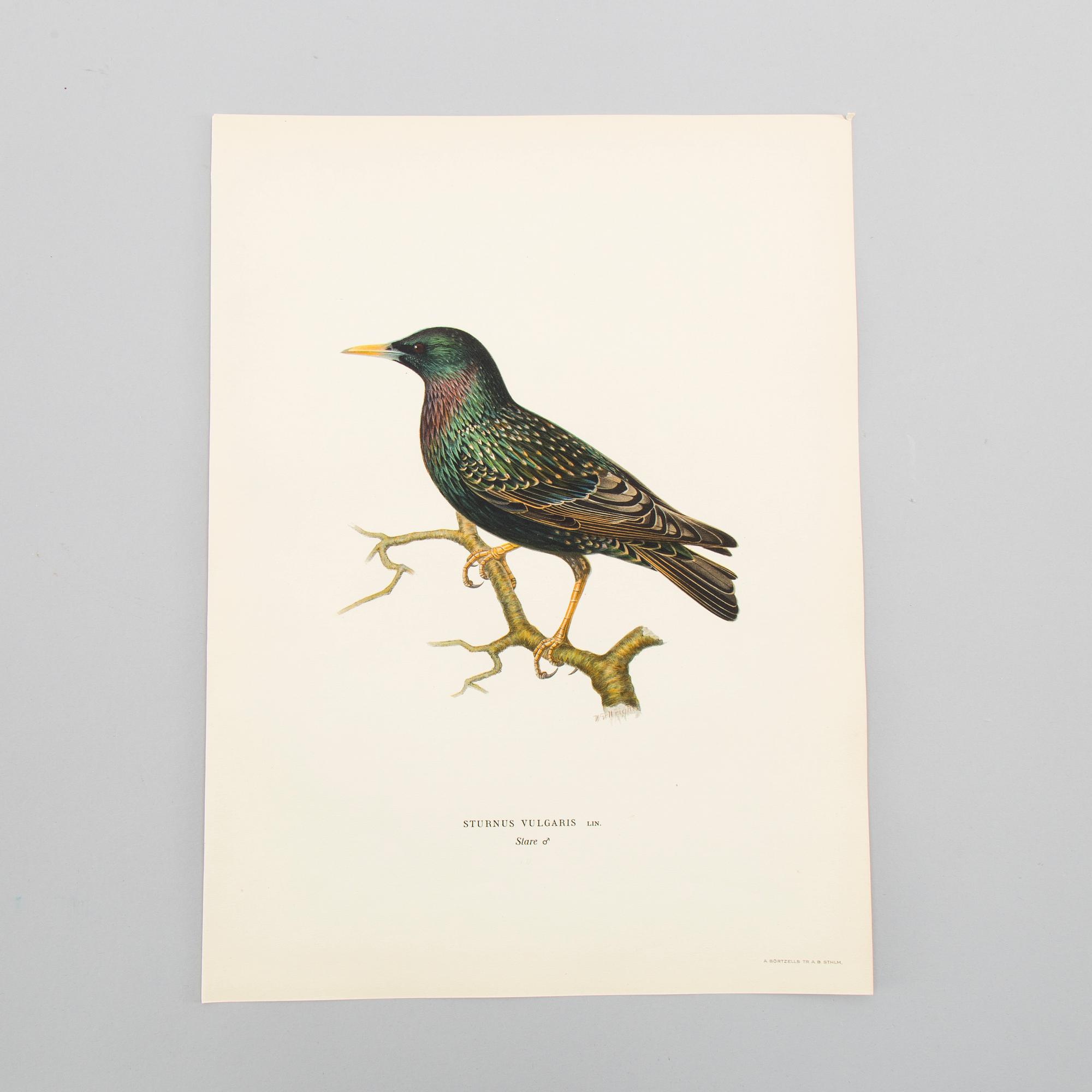 LITOGRAFISKA TRYCK, ca 150 st, Ferdinand von Wright, Börtzells, Stockholm.