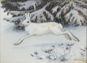 Nils Tirén, Forest hare in winter forest.