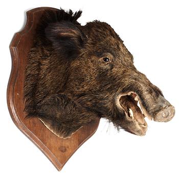 772. A 20 th cent stuffed wildboar.