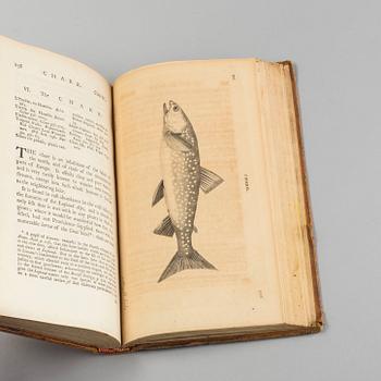 BRITISH ZOOLOGY, vol III, Thomas Pennant, London 1769.