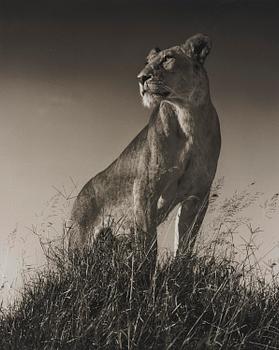 793. Nick Brandt, "Lioness on Mound", 2012.