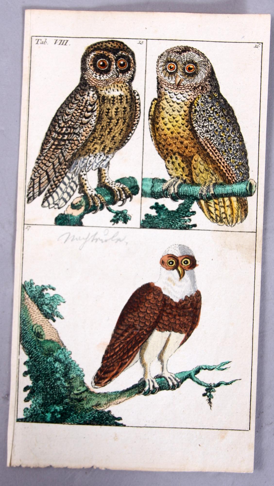 KOPPARSTICK, 4 st, ur Gottlieb Tobias Wilhelm's "Unterhaltungen aus der Naturgeschichte" 1795-c:a 1800.